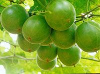 Luo Han Guo Extract/Momordica grosvenori Swingle/Mogroside