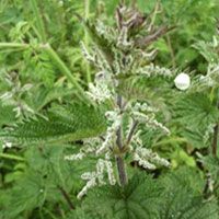 Nettle Extract/Silica/Urtica L