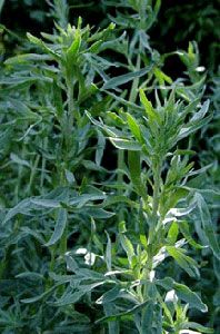 Wormwood Extract/Artemisia annua/Artemisinin