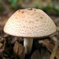 Agaricus Blazei Mushroom Extract