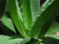 Aloe Vera Extract/Aloe barbadensis Miller