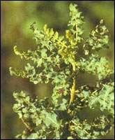 Boswellia Sorrata Extract/Boswellic Acid