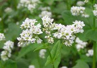 Buckwheat Extract/Fagopyrum esculentum Moench