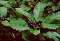 Cascara Sagrada Bark Extract/Rhamnus davurica