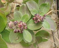 Chaste Berry Extract/Vitex rotundifolia/Vitexin