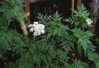 Cnidium Monnier Extract/Osthole