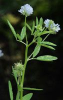 Common Fenugreek Seed Extract/Trigonella foenum-graecum