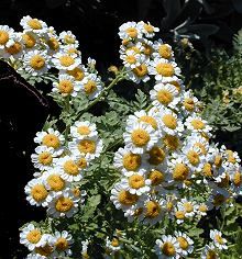 Feverfew Extract/Tanacetum Parthenium/Parthenolide
