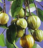 Garcinia Cambogia Extract/Hydroxycitric acid