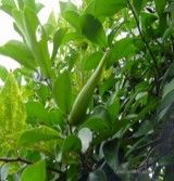 Gynostemma Extract/Gynostemma Pentaphyllum/Gypenosides