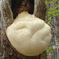 Monkeyhead Mushroom Extract/Hericium erinaceus