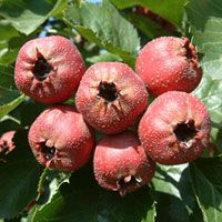 Hawthorn Berry Extract/Crataegus pinnatifida