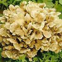 Maitake Mushroom Extract/Grifola Frondosa