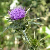 Milk Thistle Extract/Silybum marianum/Silymarin