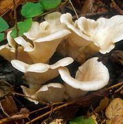 Oyster Mushroom Extract/Pleurotus ostreatus