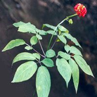 Panax Ginseng Extract/Ginsenosides