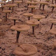 Reishi Mushroom Extract/Ling Zhi/Ganoderma lucidum