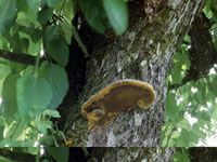 Sang-Hwang Mushroom Extract/Phellinus linteus
