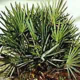 Saw Palmetto Extract/Serenoa repens/Fatty Acid