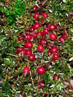 Cranberry Extract/Vaccinium Macrocarpon/Proanthocyanidins/PAC