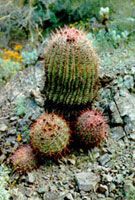 Cactus Extract/Opuntia dillenii Haw/Opuntia ficus-indica