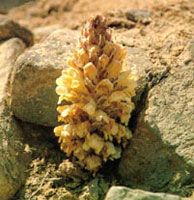 Desertliving Cistanche Extract/Cistanche deserticola
