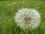 Dandelion Extract/Taraxacum officinale