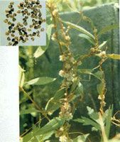 Dodder Seed Extract/Cuscuta chinensis