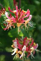 Honeysuckle Bud and Flower Extract/Hibiscus sabdariffa