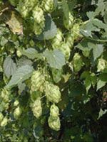 Hops Flower Extract/Humulus lupulus