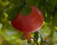 Pomegranate Extract/Punica granatum/Ellagic acid