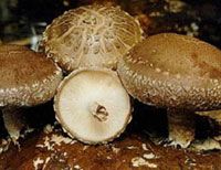 Shiitake Mushroom Extract/Lentinus edodes