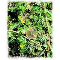 Tribulis Terrestris Extract/Saponin