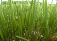 Wheat Grass Extract/Triticum aestivum