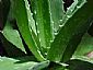 Aloe Vera Extract/Aloe barbadensis Miller