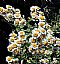 Feverfew Extract/Tanacetum Parthenium/Parthenolide