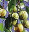 Garcinia Cambogia Extract/Hydroxycitric acid