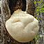 Monkeyhead Mushroom Extract/Hericium erinaceus