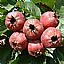 Hawthorn Berry Extract/Crataegus pinnatifida