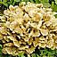 Maitake Mushroom Extract/Grifola Frondosa