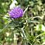 Milk Thistle Extract/Silybum marianum/Silymarin