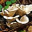 Oyster Mushroom Extract/Pleurotus ostreatus
