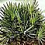 Saw Palmetto Extract/Serenoa repens/Fatty Acid