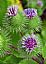 Burdock Root Extract/Arctium lappa