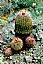 Cactus Extract/Opuntia dillenii Haw/Opuntia ficus-indica