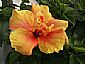 Hibiscus Extract/Hibiscus sabdariffa