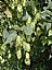 Hops Flower Extract/Humulus lupulus