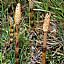 Horsetail Extract/Equisetum arvense/Organic Silica