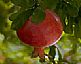 Pomegranate Extract/Punica granatum/Ellagic acid