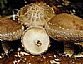 Shiitake Mushroom Extract/Lentinus edodes